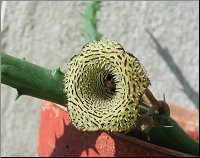 Huernia volkartii  hybride var repens